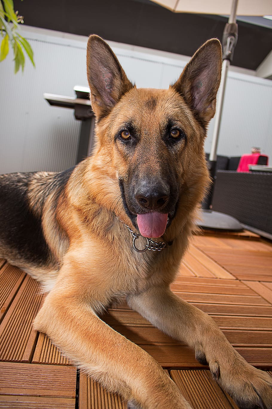 PERRO